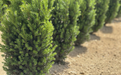 taxus media hilliii
